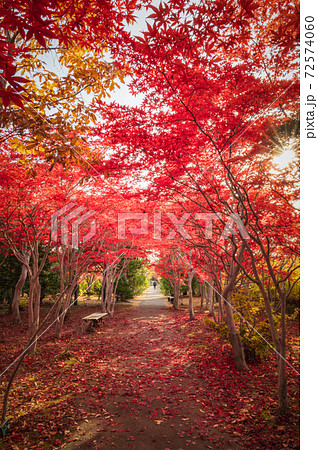 平岡樹芸センター モミジのトンネル 平岡樹芸センター モミジのトンネル 72574060