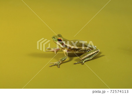 Frog, La Pampa, Argentina 72574113