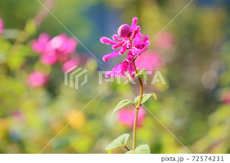 サルビア インヴォルクラタの花の写真素材