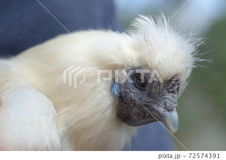 4 - Super close up white silkie chicken head portrait. 4 - Super close up white silkie chicken head portrait. 72574391