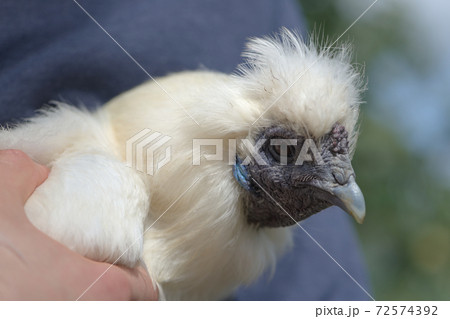 3 - Super close up white silkie chicken head portrait. 72574392