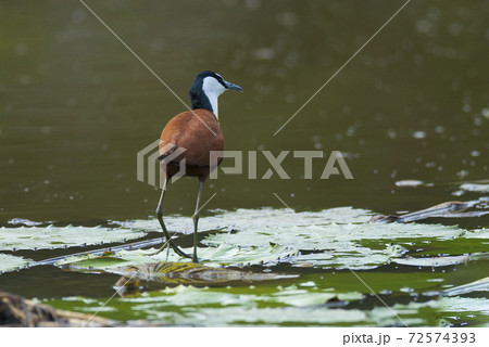 African Jacana African Jacana 72574393
