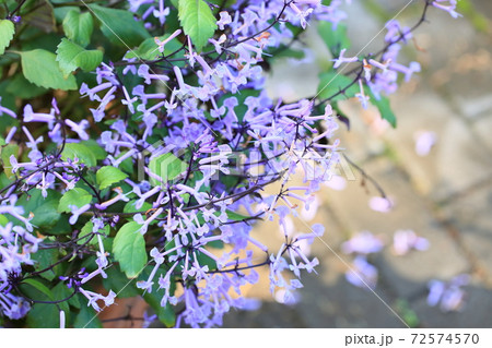 プレクトランサスの花 72574570