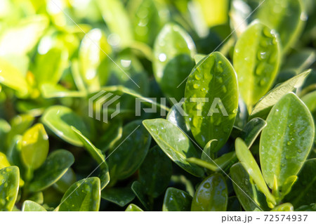 Close Up green leaf under sunlight in the garden. Natural background with copy space. 72574937