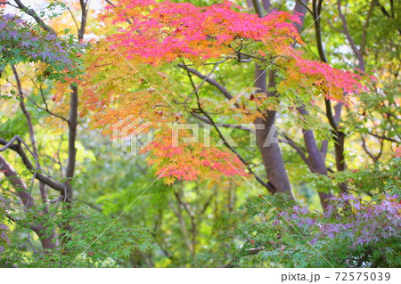 鮮やかイロハモミジ 72575039