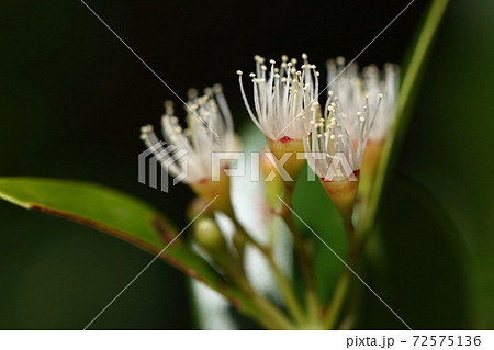 自然 植物 アデク 花は初夏 大きさは数ミリ 花弁は四枚ですが開花後すぐに脱落しますの写真素材