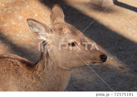 奈良公園の鹿の顔 奈良公園の鹿の顔 72575191