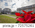 花 フラワー お花 72575261