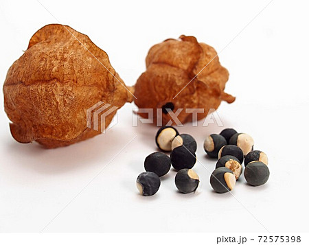White Background Of Balloon Vine Seeds Stock Photo White Background Of Balloon Vine Seeds Stock Photo