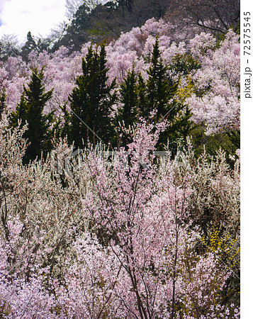 福島 花見山公園 福島 花見山公園 72575545