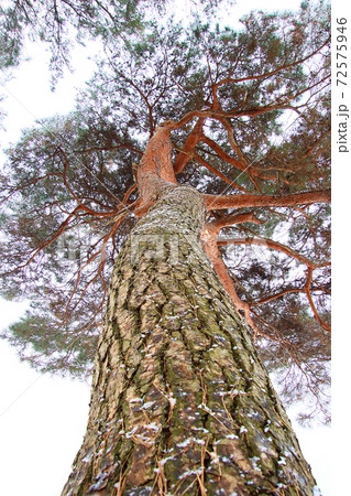 松 針葉樹 森の写真素材