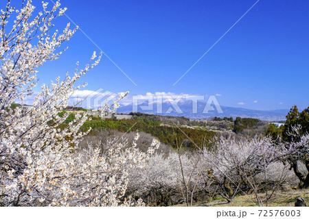 白梅と赤城山 白梅と赤城山 72576003