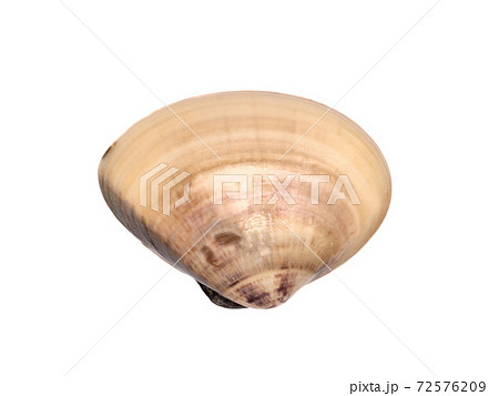 生のハマグリ 生のハマグリ 72576209