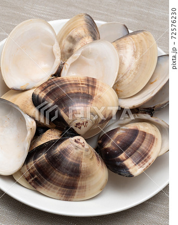 ハマグリの殻 ハマグリの殻 72576230