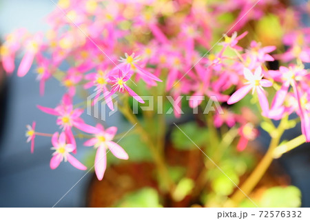 ダイモンジソウの花 ダイモンジソウの花 72576332