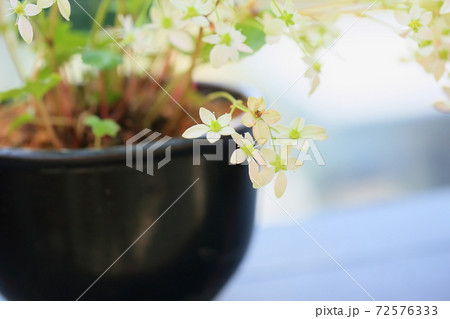 ダイモンジソウの花 ダイモンジソウの花 72576333