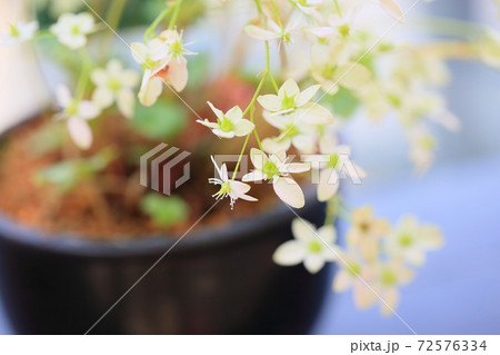 ダイモンジソウの花 72576334