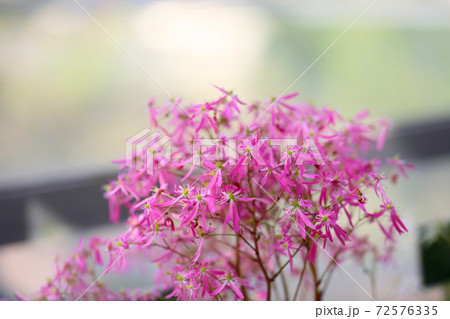 ダイモンジソウの花 ダイモンジソウの花 72576335