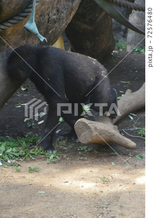 ニシゴリラ(上野動物園/東京都台東区上野公園) ニシゴリラ(上野動物園/東京都台東区上野公園) 72576480
