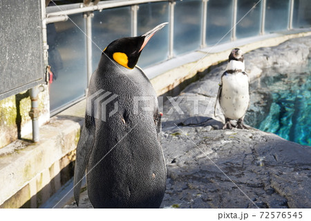 キングペンギン　旭山動物園 72576545