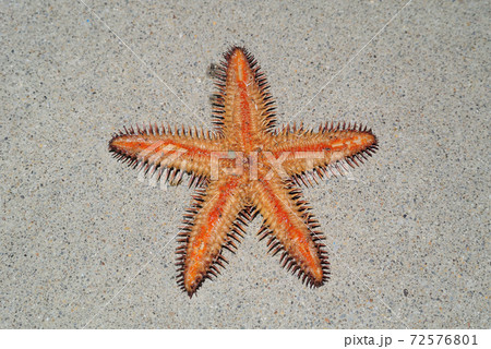 海の生物　ヒトデの裏側 72576801