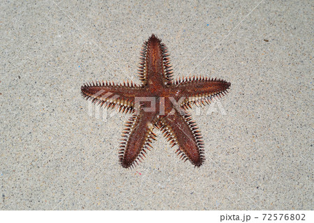海の生物 ヒトデの写真素材