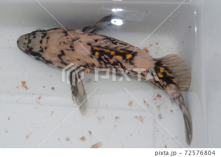 海の魚 ベッコウゾイ 海の魚 ベッコウゾイ 72576804