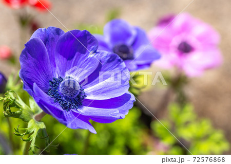 アネモネの花　春のイメージ 72576868