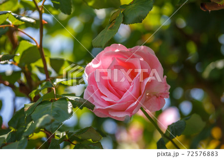 バラの花 72576883