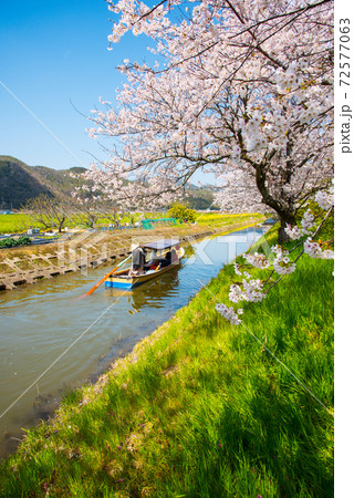 滋賀県近江八幡 八幡堀の桜 72577063