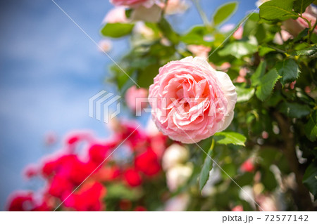 バラの花 バラの花 72577142