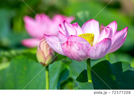 蓮の花　初夏のイメージ 72577208