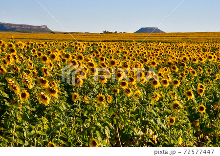 レソト王国から南アフリカのブルームフォンテンまでの道をレンタカーで走った時に見かけたひまわり畑 72577447