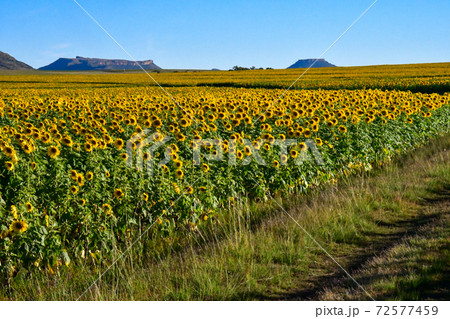 レソト王国から南アフリカのブルームフォンテンまでの道をレンタカーで走った時に見かけたひまわり畑 レソト王国から南アフリカのブルームフォンテンまでの道をレンタカーで走った時に見かけたひまわり畑 72577459