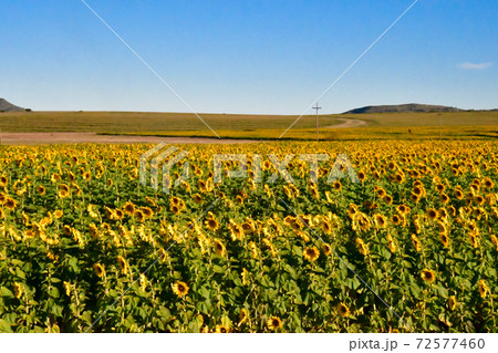 レソト王国から南アフリカのブルームフォンテンまでの道をレンタカーで走った時に見かけたひまわり畑 72577460
