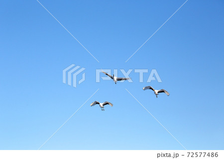 タンチョウヅル 72577486