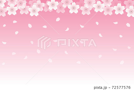 桜の背景イラスト　花びら　サクラ　春　イラスト素材 72577576