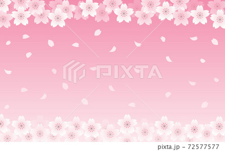 桜の背景イラスト　花びら　サクラ　春　イラスト素材 72577577
