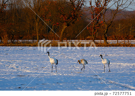 冬のタンチョウヅル 冬のタンチョウヅル 72577751