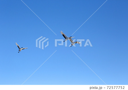 タンチョウヅル 72577752