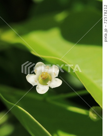 ソヨゴの花 雌花 の写真素材