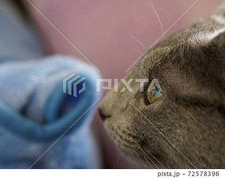 何かを見つめている子猫の横顔01 クローズアップ 何かを見つめている子猫の横顔01 クローズアップ 72578396