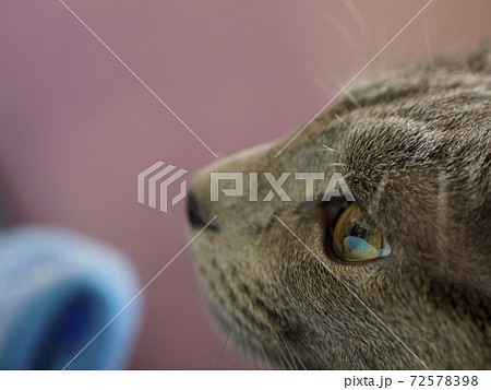 何かを見つめている子猫の横顔02　クローズアップ 72578398