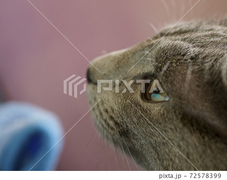 何かを見つめている子猫の横顔03　クローズアップ 72578399