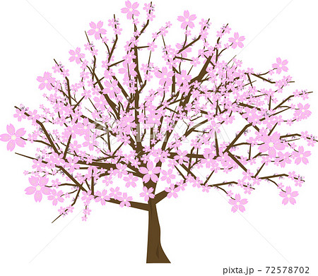 満開の綺麗で可愛い桜の木のイラストのイラスト素材