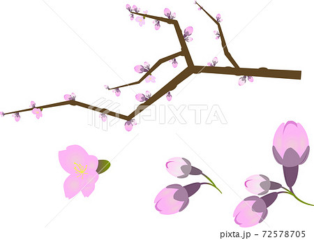 まだ咲かない桜のつぼみと枝のイラストのイラスト素材