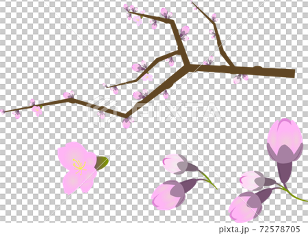 まだ咲かない桜のつぼみと枝のイラストのイラスト素材 まだ咲かない桜のつぼみと枝のイラストのイラスト素材