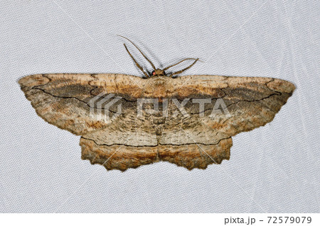 クワエダシャク（北海道・様似町） 72579079