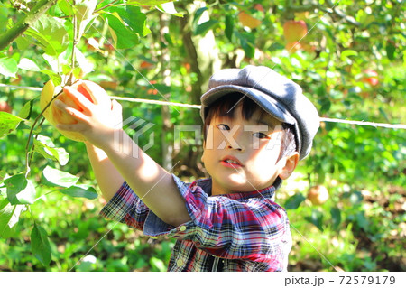 りんご畑と男の子 りんご畑と男の子 72579179