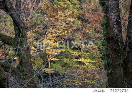森林の秋 枯れ木の向こうに光る黄色い木々 大和市泉の森にて 森林の秋 枯れ木の向こうに光る黄色い木々 大和市泉の森にて 72579754
